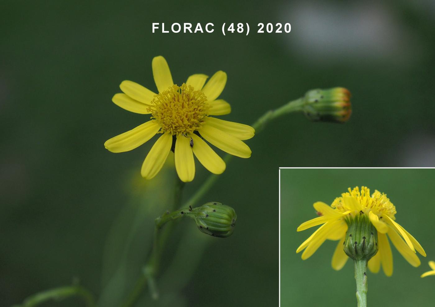 Ragwort, Narrow-leaved flower